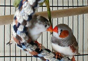 Underneath the Mistletoe (OK, Rose)