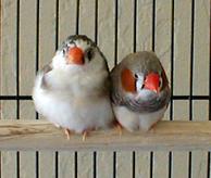 Sittin' on the Front Perch