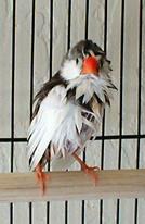 High-fashion Matilda