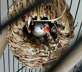 Matilda and nestlings