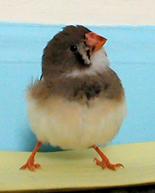 The Camera Loves Ya, Baby